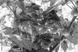 preview bw