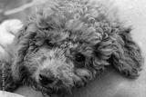 preview bw