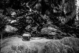 preview bw