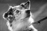 preview bw