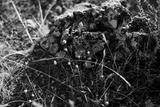 preview bw