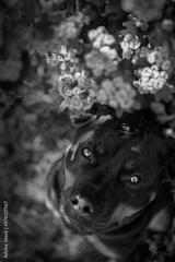 preview bw