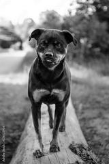 preview bw
