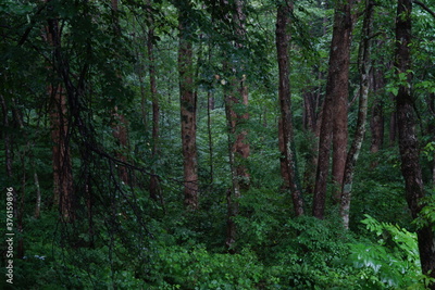 image to crop