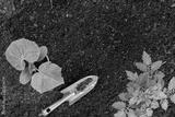 preview bw