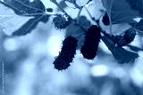 preview cold
