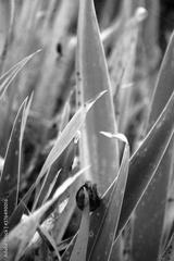 preview bw