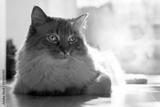 preview bw