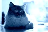 preview cold