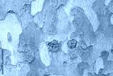 preview cold
