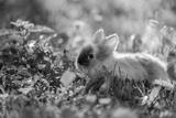 preview bw