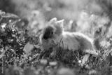 preview bw
