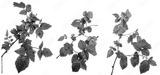 preview bw