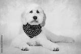 preview bw