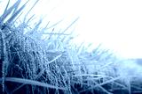 preview cold