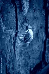 preview cold