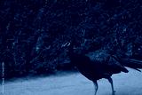 preview cold