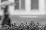 preview bw