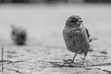 preview bw