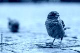 preview cold