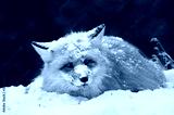 preview cold
