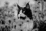 preview bw