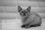 preview bw
