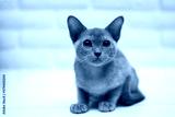preview cold