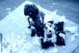 preview cold