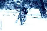 preview cold