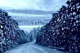 preview cold