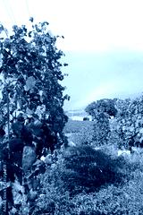 preview cold
