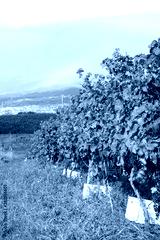 preview cold