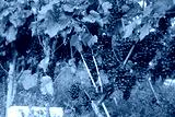 preview cold