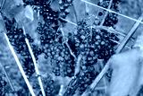 preview cold