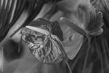 preview bw