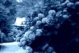preview cold