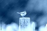 preview cold