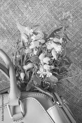preview bw