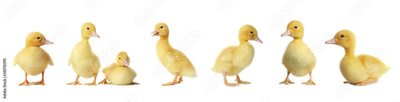 image to crop