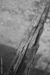 preview bw