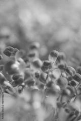 preview bw