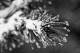 preview bw