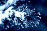 preview cold