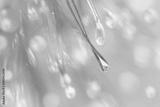 preview bw