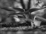 preview bw