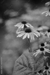 preview bw