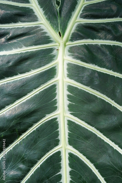 image to crop