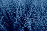 preview cold