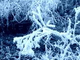 preview cold